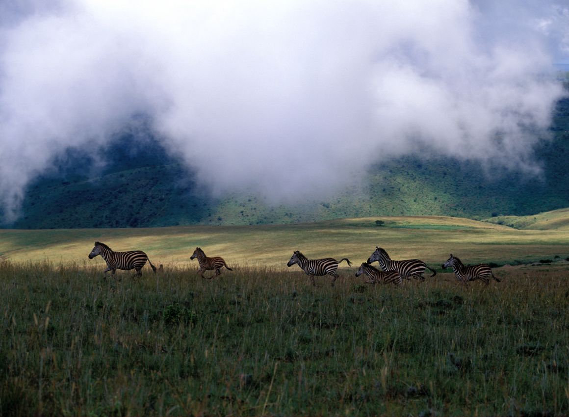 rencontre algerie tanzanie